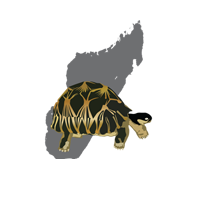 tortoise chow