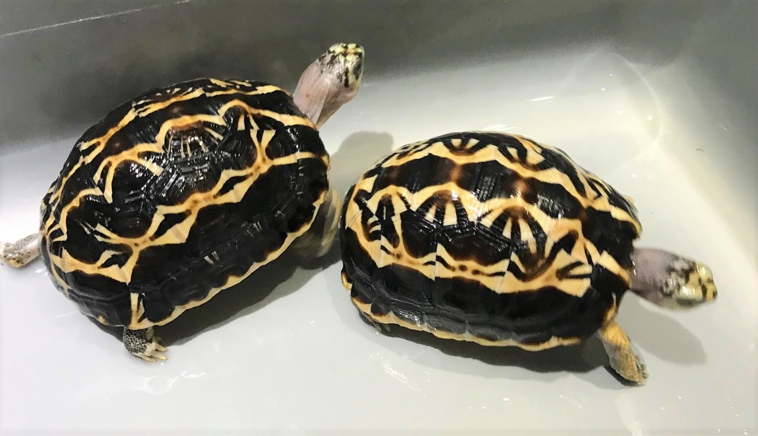 Spider Tortoises