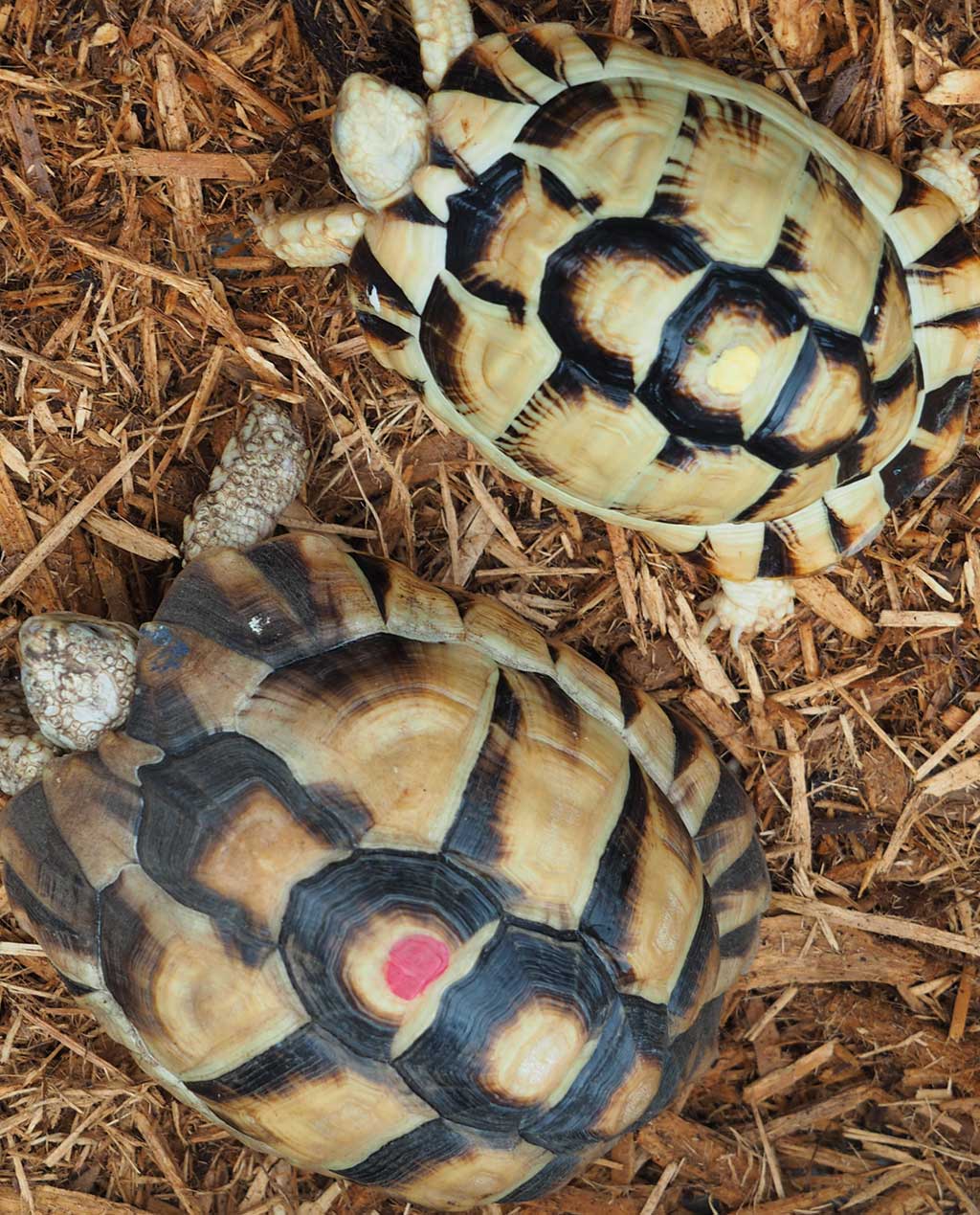 Egyptian tortoise