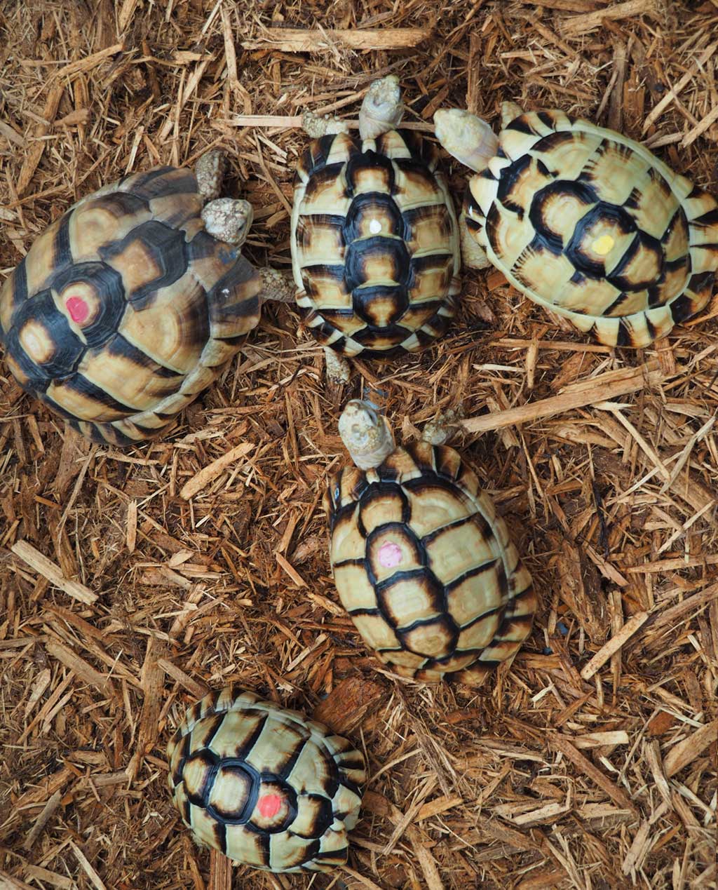 Egyptian Tortoises