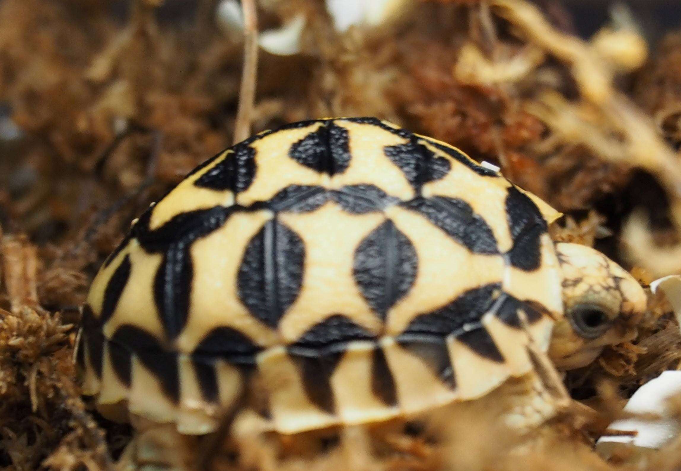 newly hatch sri lankan star tortoise