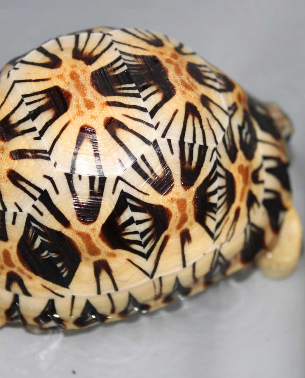 radiated tortoise