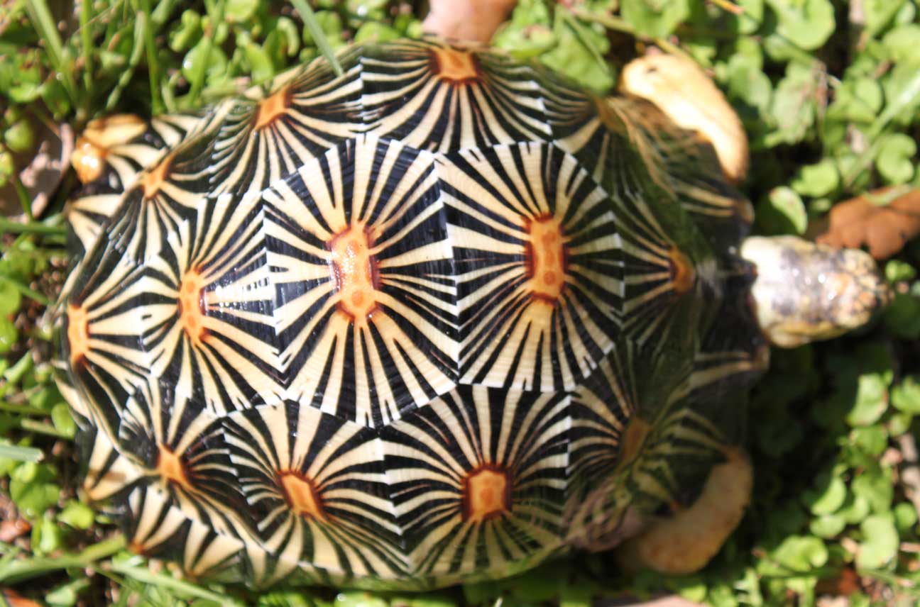 Radiated Tortoises Radiated Tortoises