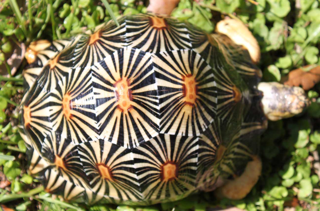 Radiated Tortoises