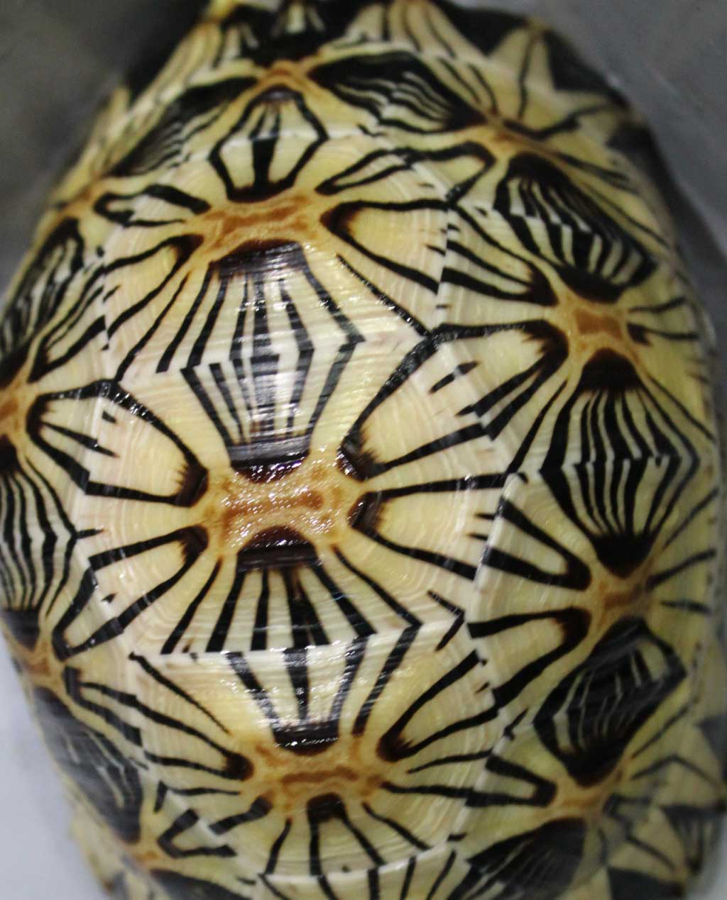 radiated tortoise