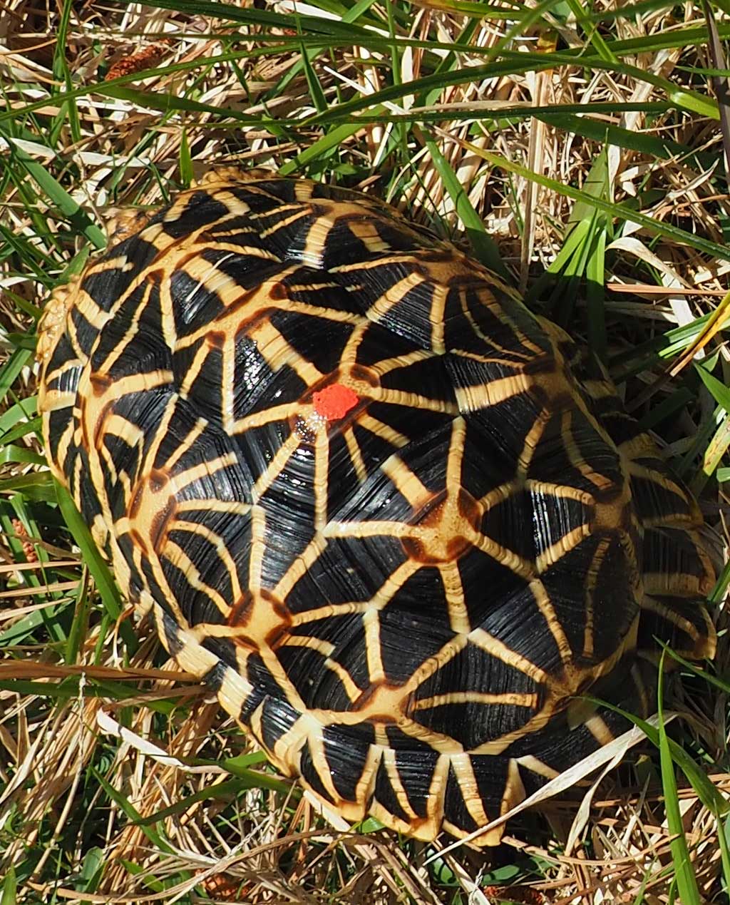 male Sir Lankan star tortoise