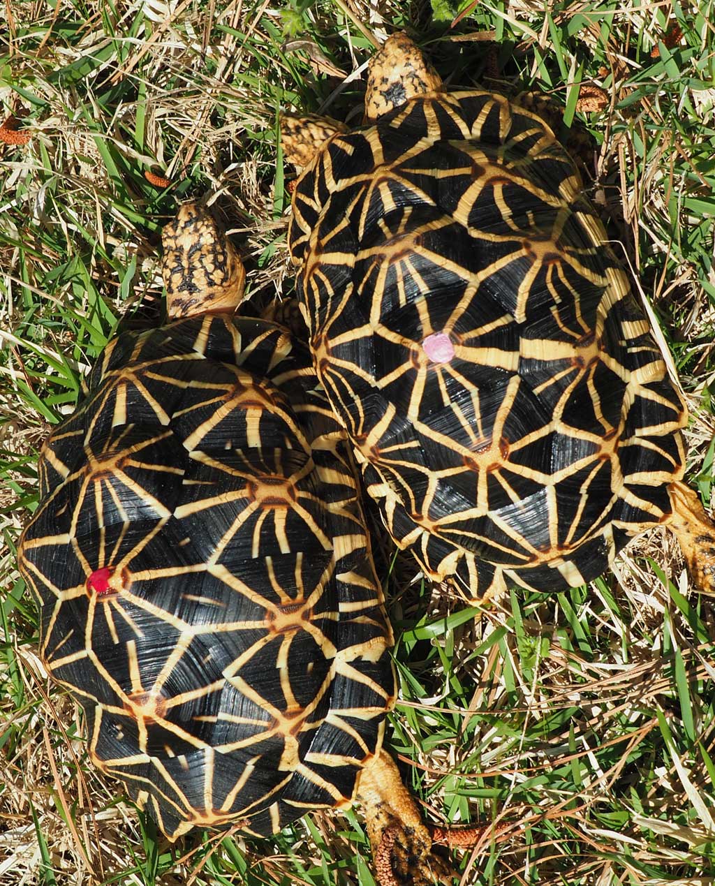 Female Sri lankan Star Tortoises