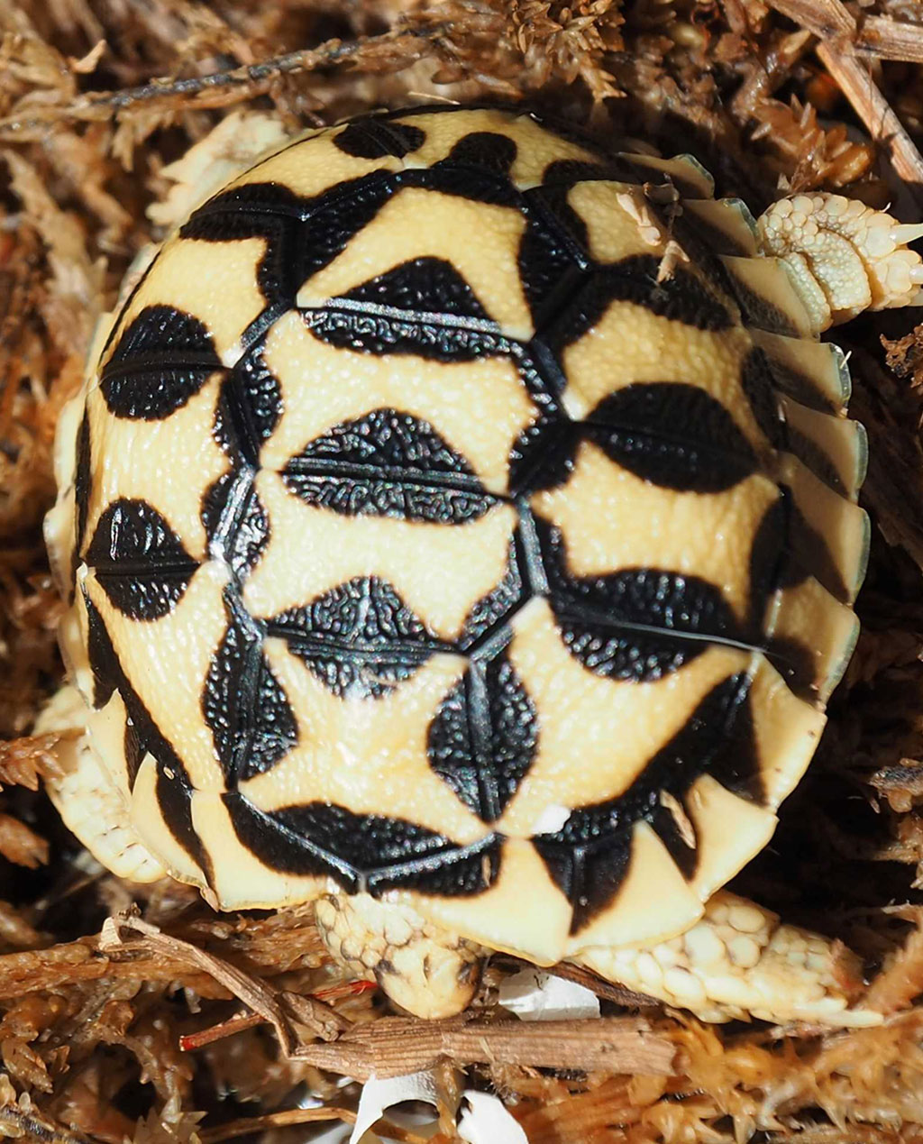 Sri Lankan Star Tortoise Hatchling